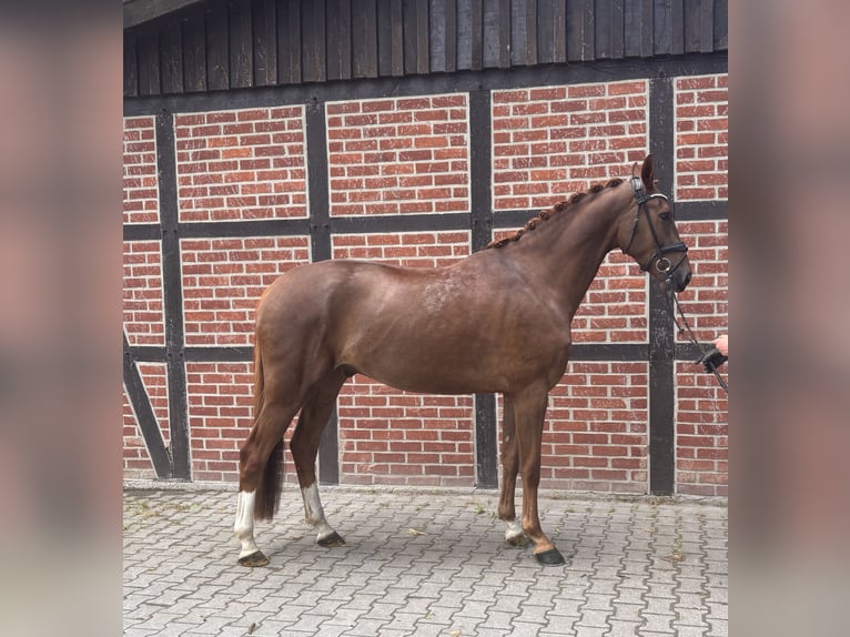 Westfale Wallach 4 Jahre 171 cm Fuchs in Telgte