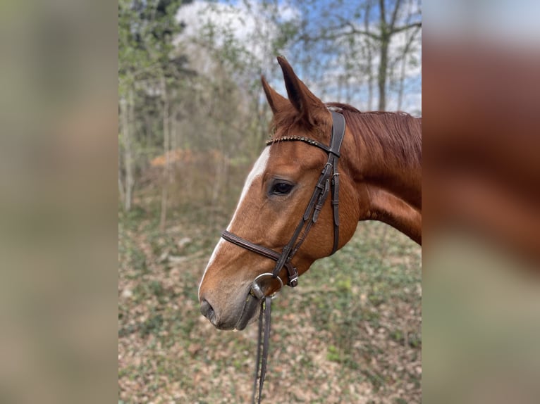 Westfale Wallach 4 Jahre 171 cm Fuchs in Versmold