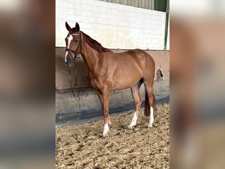 Westfale Wallach 4 Jahre 171 cm Fuchs in Versmold