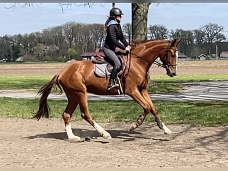 Westfale Wallach 4 Jahre 171 cm Fuchs in Versmold