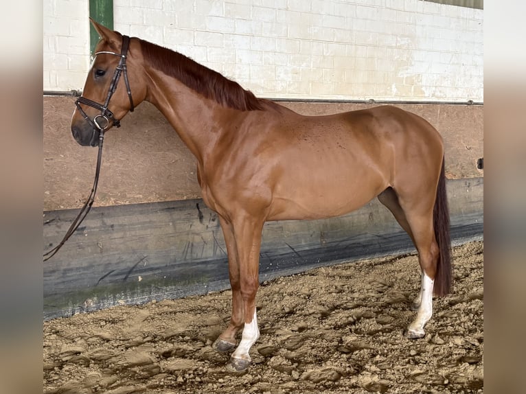 Westfale Wallach 4 Jahre 171 cm Fuchs in Versmold
