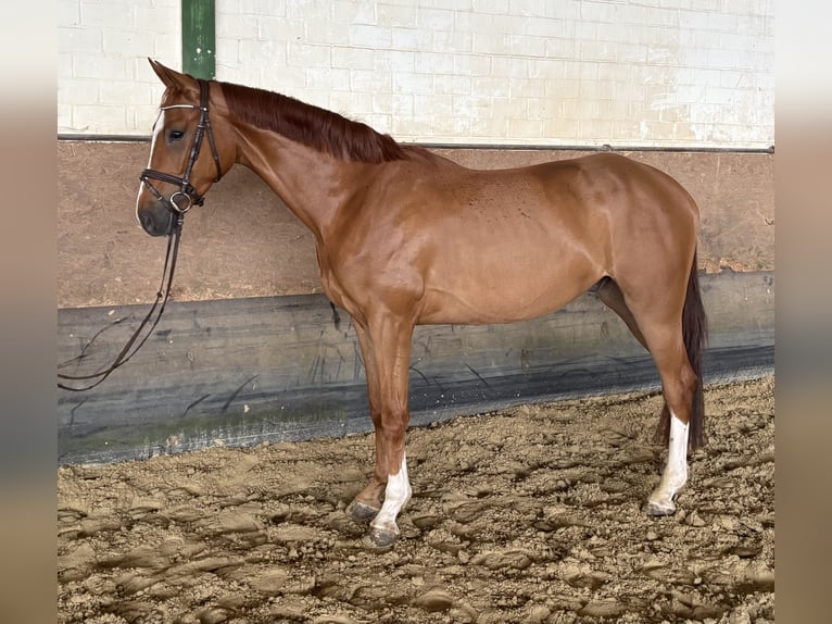 Westfale Wallach 4 Jahre 171 cm Fuchs in Versmold