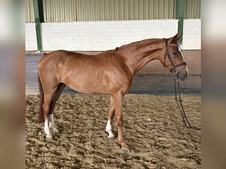 Westfale Wallach 4 Jahre 171 cm Fuchs in Versmold