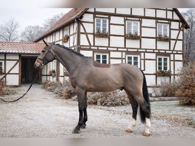 Westfale Wallach 4 Jahre 172 cm Brauner in BielefeldBielefeld