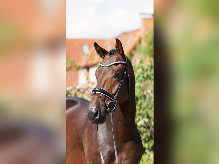 Westfale Wallach 4 Jahre 172 cm Brauner in Hohenfelde