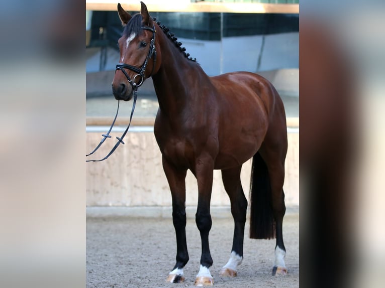 Westfale Wallach 4 Jahre 172 cm Brauner in Salzkotten Westfale Wallach 4 Jahre 172 cm Brauner in Salzkotten