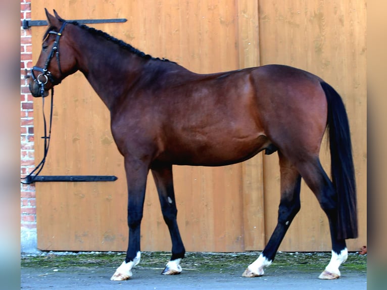 Westfale Wallach 4 Jahre 172 cm Brauner in Salzkotten Westfale Wallach 4 Jahre 172 cm Brauner in Salzkotten