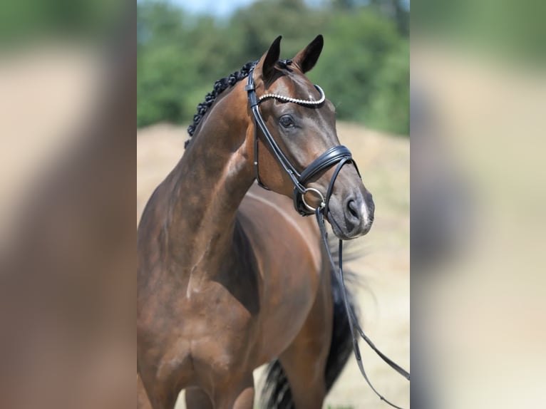 Westfale Wallach 4 Jahre 172 cm Dunkelbrauner in Sassenberg