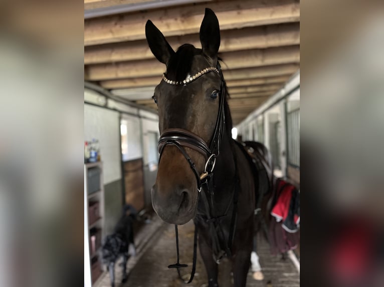 Westfale Wallach 4 Jahre 172 cm Dunkelbrauner in St Vith