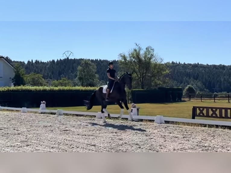 Westfale Wallach 4 Jahre 172 cm Dunkelbrauner in St Vith