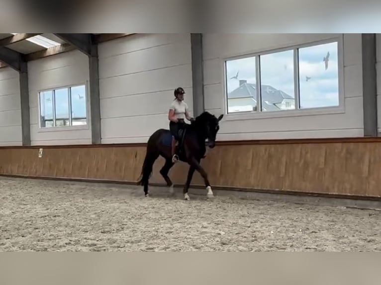 Westfale Wallach 4 Jahre 172 cm Dunkelbrauner in St Vith
