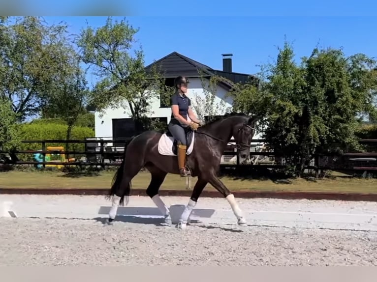 Westfale Wallach 4 Jahre 172 cm Dunkelbrauner in St Vith