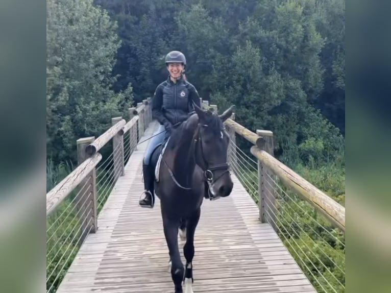 Westfale Wallach 4 Jahre 172 cm Dunkelbrauner in St Vith