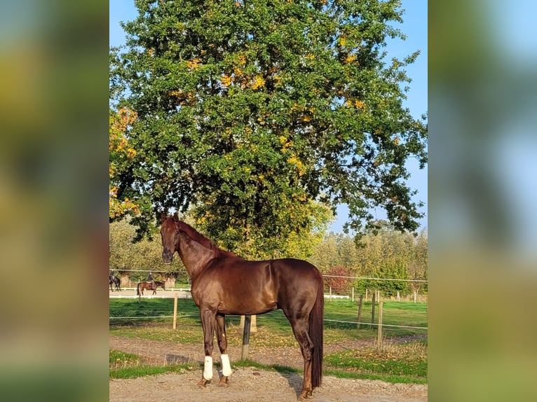 Westfale Wallach 4 Jahre 172 cm Dunkelfuchs in Ahlen