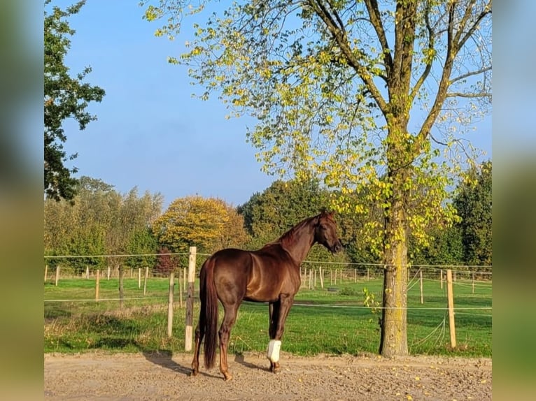 Westfale Wallach 4 Jahre 172 cm Dunkelfuchs in Ahlen