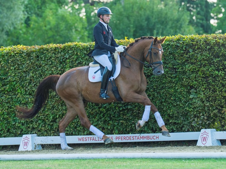 Westfale Wallach 4 Jahre 172 cm Fuchs in M&#xFC;nster-Handorf