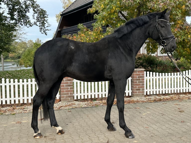 Westfale Wallach 4 Jahre 172 cm Rappe in Rees