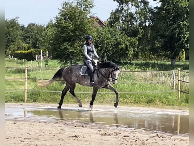 Westfale Wallach 4 Jahre 172 cm Schimmel in Gro&#xDF;heide Berumerfehn