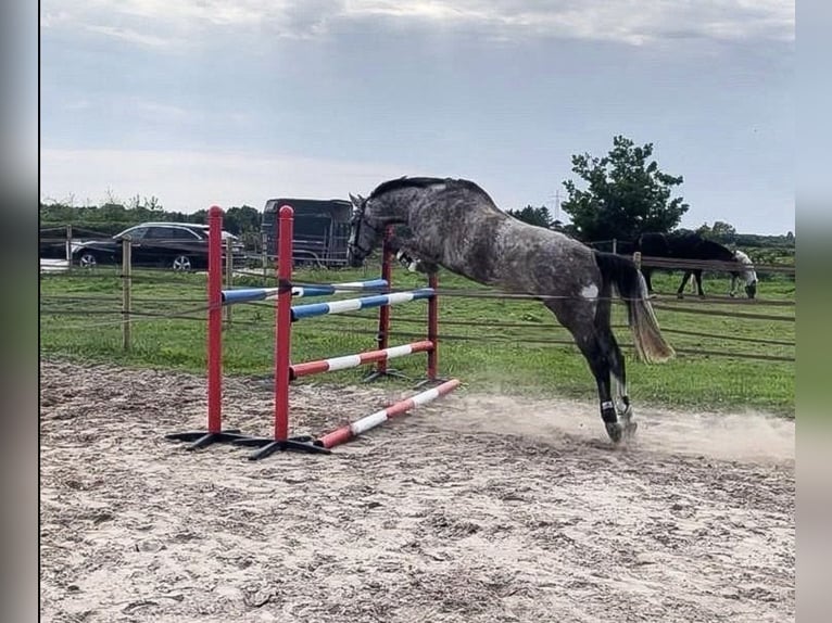 Westfale Wallach 4 Jahre 172 cm Schimmel in Gro&#xDF;heide Berumerfehn