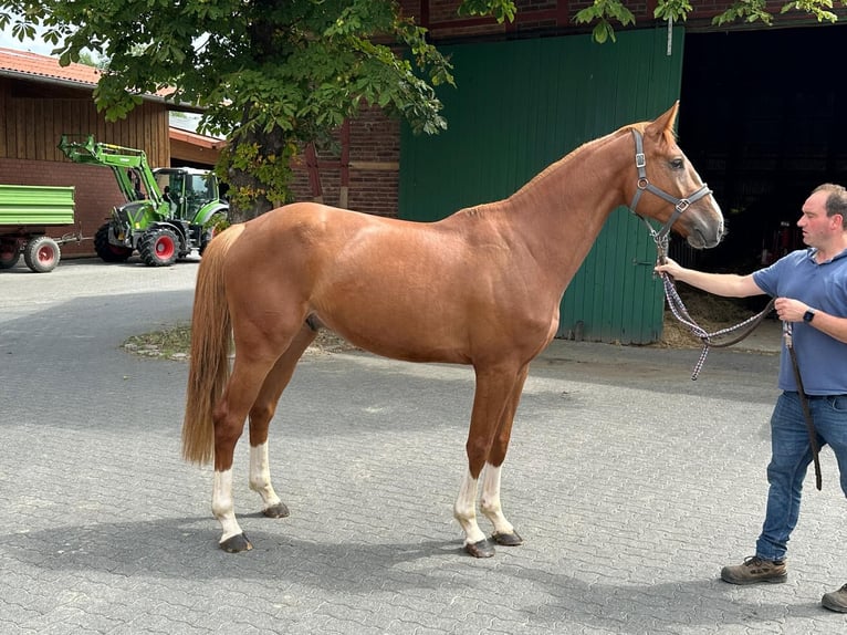 Westfale Wallach 4 Jahre 172 cm in Hamm