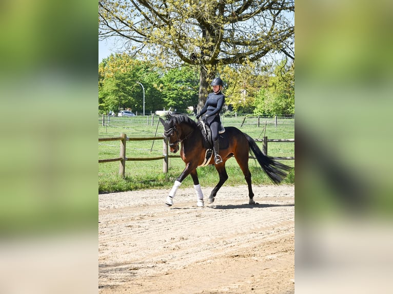 Westfale Wallach 4 Jahre 173 cm Brauner in Ascheberg