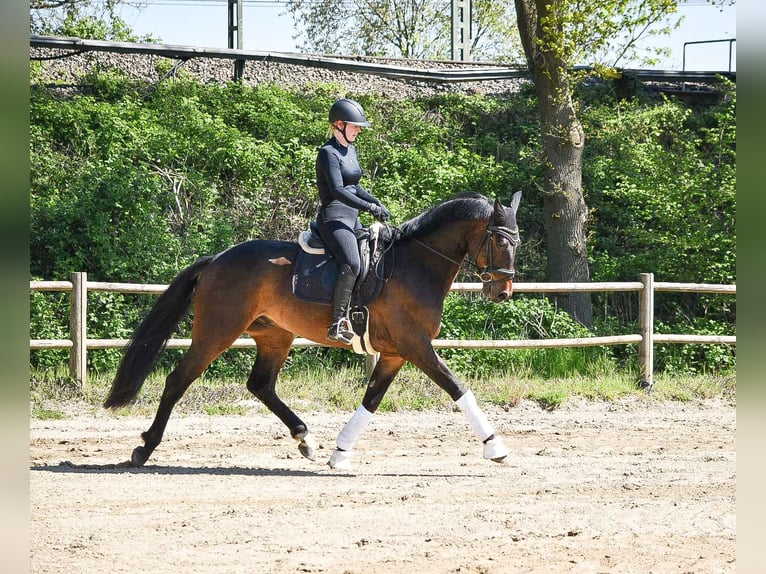 Westfale Wallach 4 Jahre 173 cm Brauner in Ascheberg