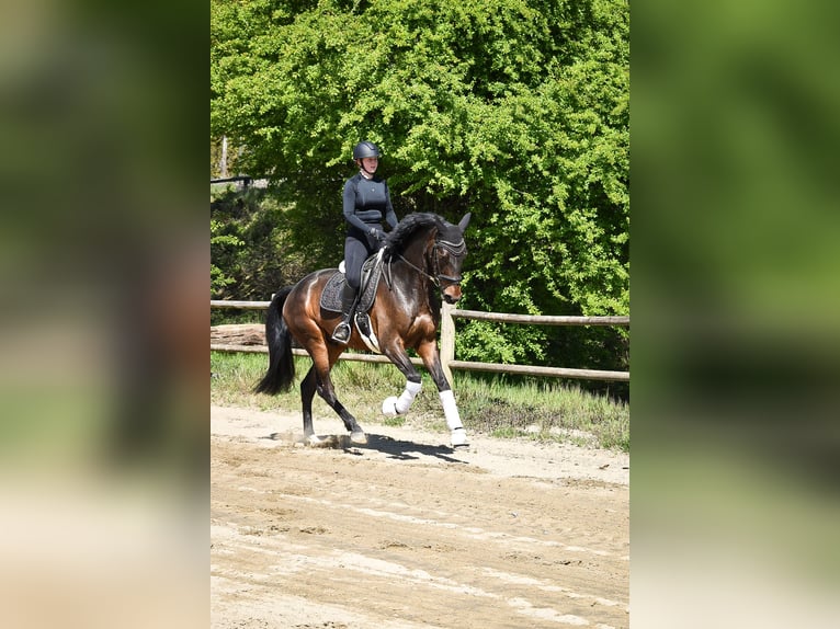 Westfale Wallach 4 Jahre 173 cm Brauner in Ascheberg
