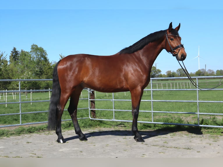 Westfale Wallach 4 Jahre 173 cm Brauner in Ascheberg