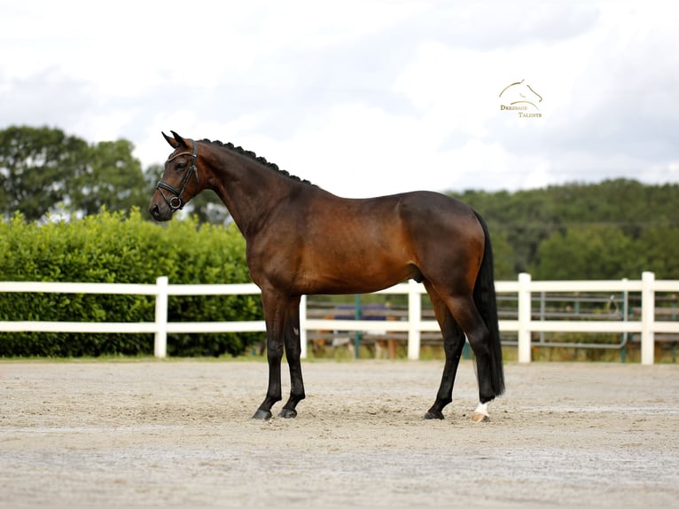 Westfale Wallach 4 Jahre 173 cm Brauner in Vechta