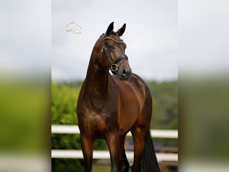Westfale Wallach 4 Jahre 173 cm Brauner in Vechta