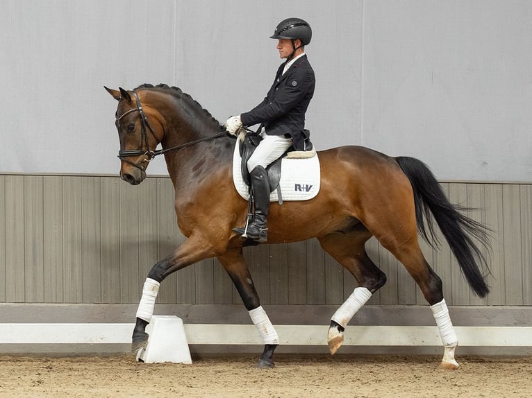 Westfale Wallach 4 Jahre 173 cm Brauner in Münster-Handorf