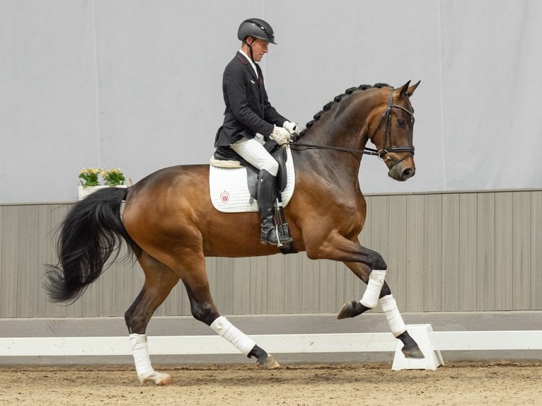 Westfale Wallach 4 Jahre 173 cm Brauner in Münster-Handorf