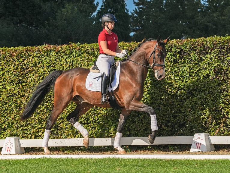 Westfale Wallach 4 Jahre 173 cm Brauner in Münster