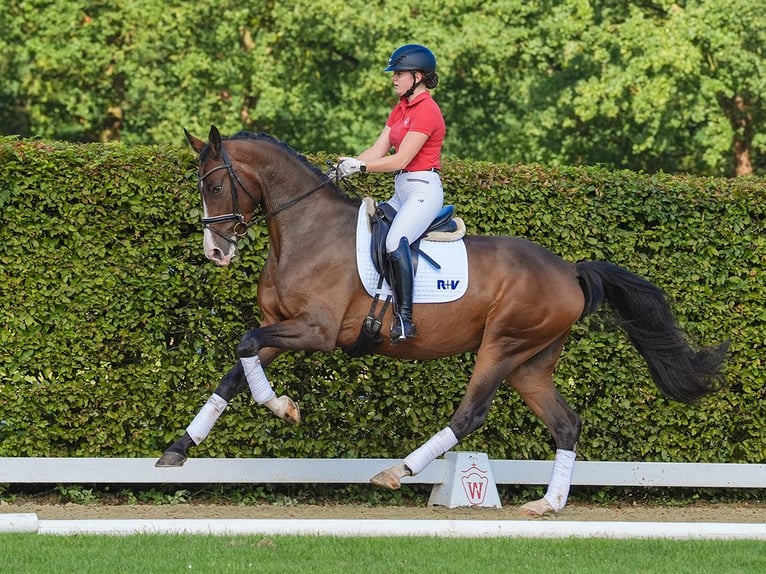 Westfale Wallach 4 Jahre 173 cm Brauner in Münster