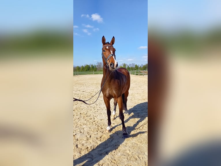 Westfale Wallach 4 Jahre 173 cm Brauner in Rhede