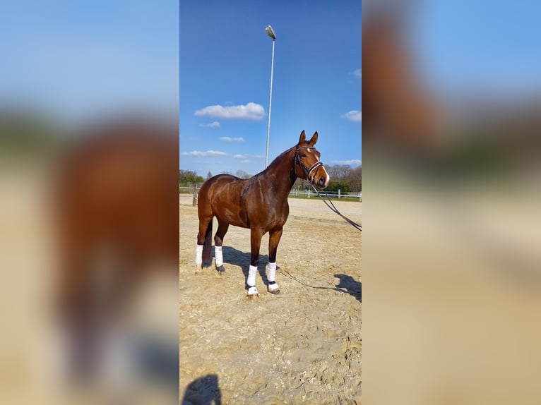 Westfale Wallach 4 Jahre 173 cm Brauner in Rhede