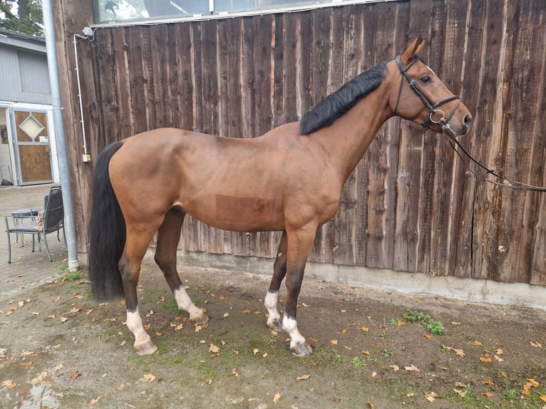 Westfale Wallach 4 Jahre 173 cm Brauner in Mannheim