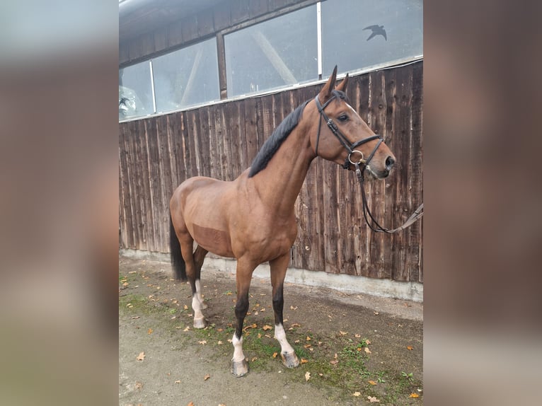 Westfale Wallach 4 Jahre 173 cm Brauner in Mannheim