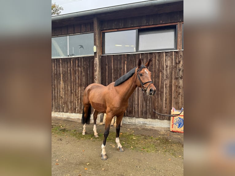 Westfale Wallach 4 Jahre 173 cm Brauner in Mannheim