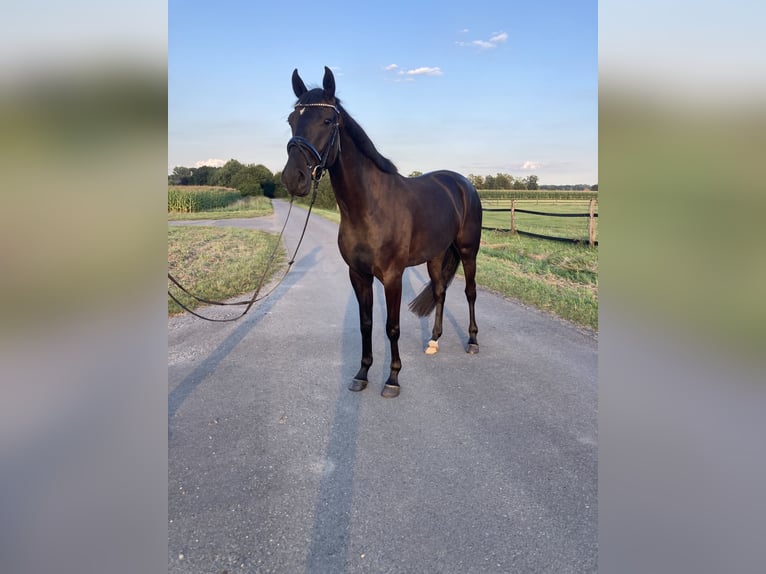 Westfale Wallach 4 Jahre 173 cm Schwarzbrauner in Nordkirchen