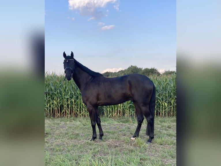 Westfale Wallach 4 Jahre 173 cm Schwarzbrauner in Nordkirchen