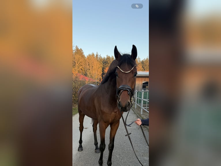 Westfale Wallach 4 Jahre 174 cm Brauner in Chieming