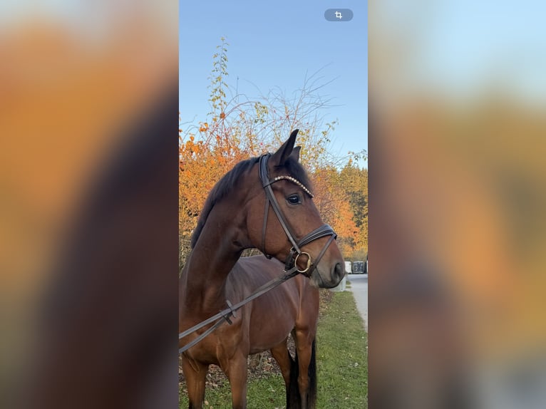 Westfale Wallach 4 Jahre 174 cm Brauner in Chieming