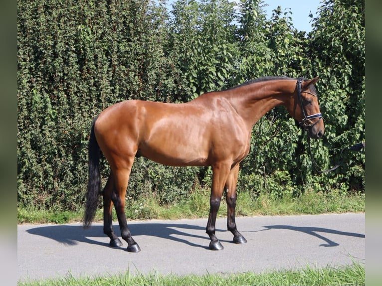 Westfale Wallach 4 Jahre 174 cm Brauner in M&#xFC;nster