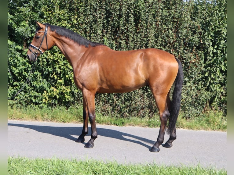 Westfale Wallach 4 Jahre 174 cm Brauner in M&#xFC;nster
