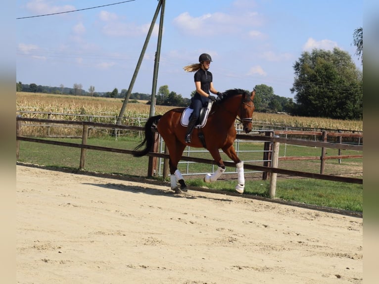 Westfale Wallach 4 Jahre 174 cm Brauner in M&#xFC;nster
