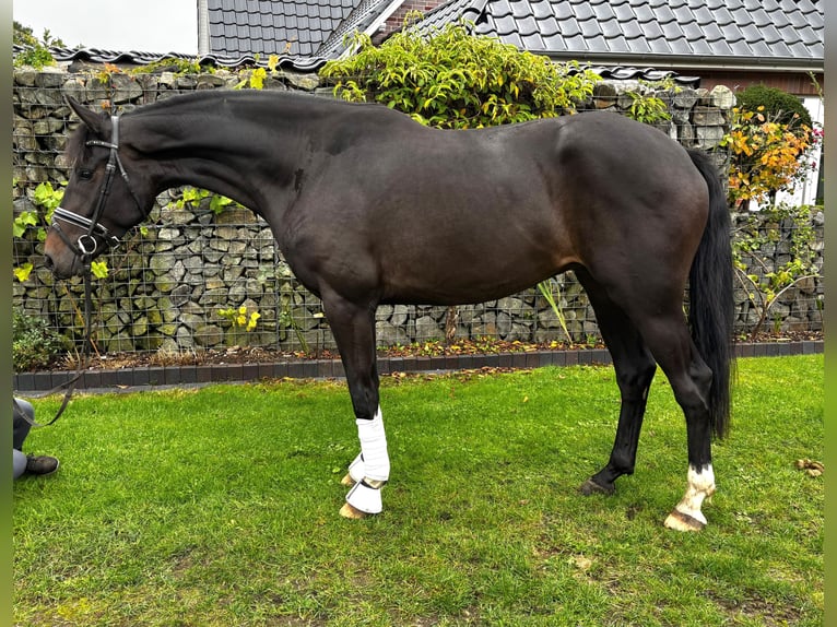 Westfale Wallach 4 Jahre 174 cm Dunkelbrauner in Bramsche