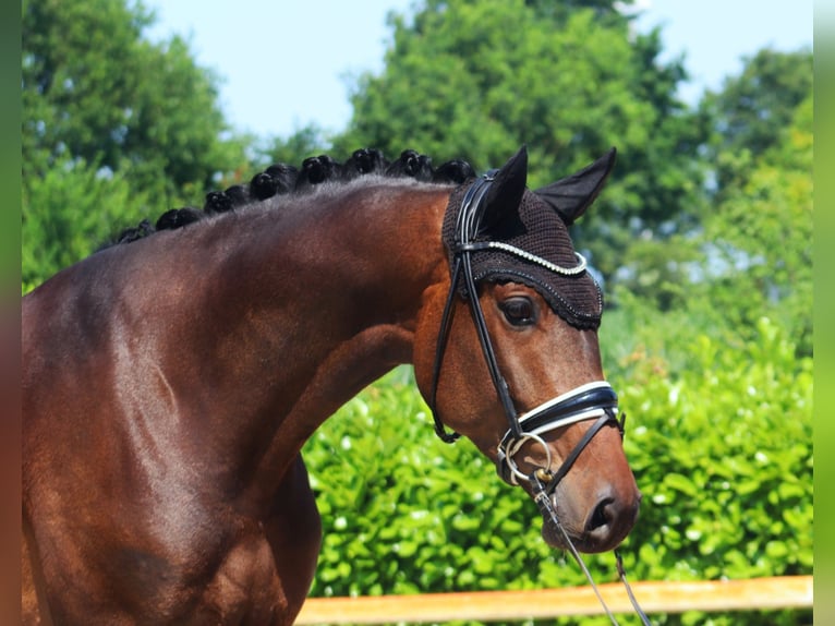 Westfale Wallach 4 Jahre 174 cm Dunkelbrauner in Hohenfelde