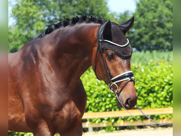 Westfale Wallach 4 Jahre 174 cm Dunkelbrauner in Hohenfelde