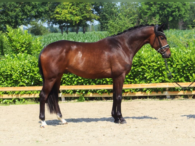 Westfale Wallach 4 Jahre 174 cm Dunkelbrauner in Hohenfelde